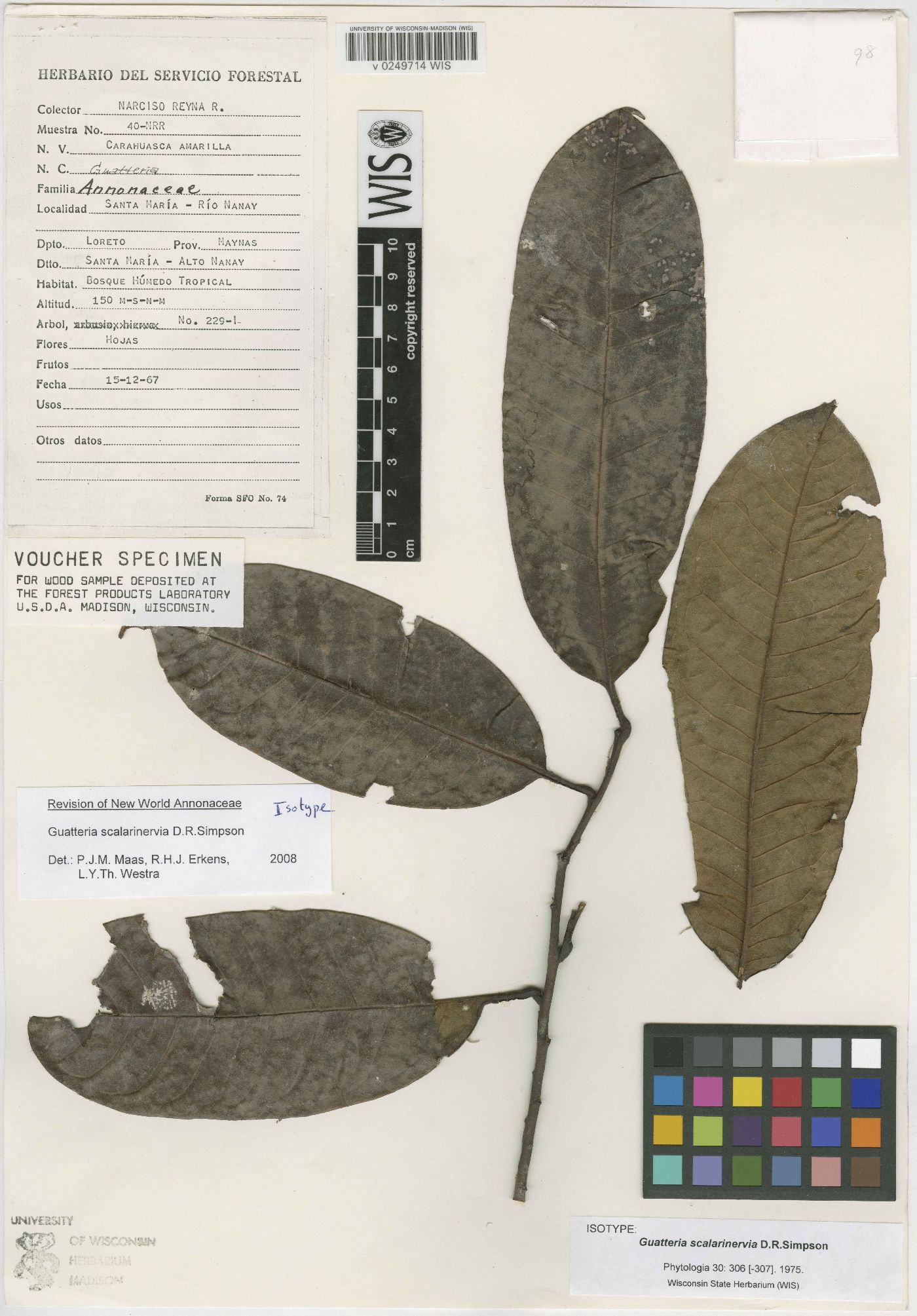 Guatteria scalarinervia image