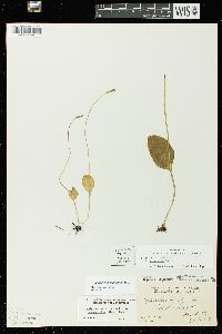 Ophioglossum pusillum image