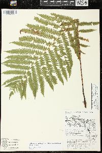Matteuccia struthiopteris image