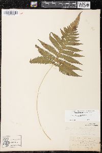 Phegopteris connectilis image