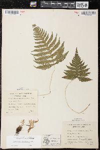 Phegopteris connectilis image