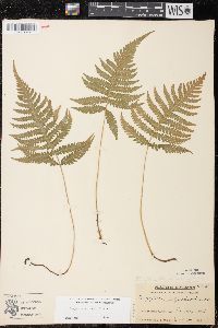 Phegopteris connectilis image
