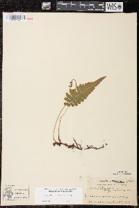 Phegopteris connectilis image