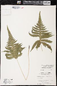 Phegopteris connectilis image