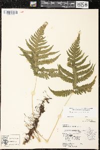 Phegopteris connectilis image