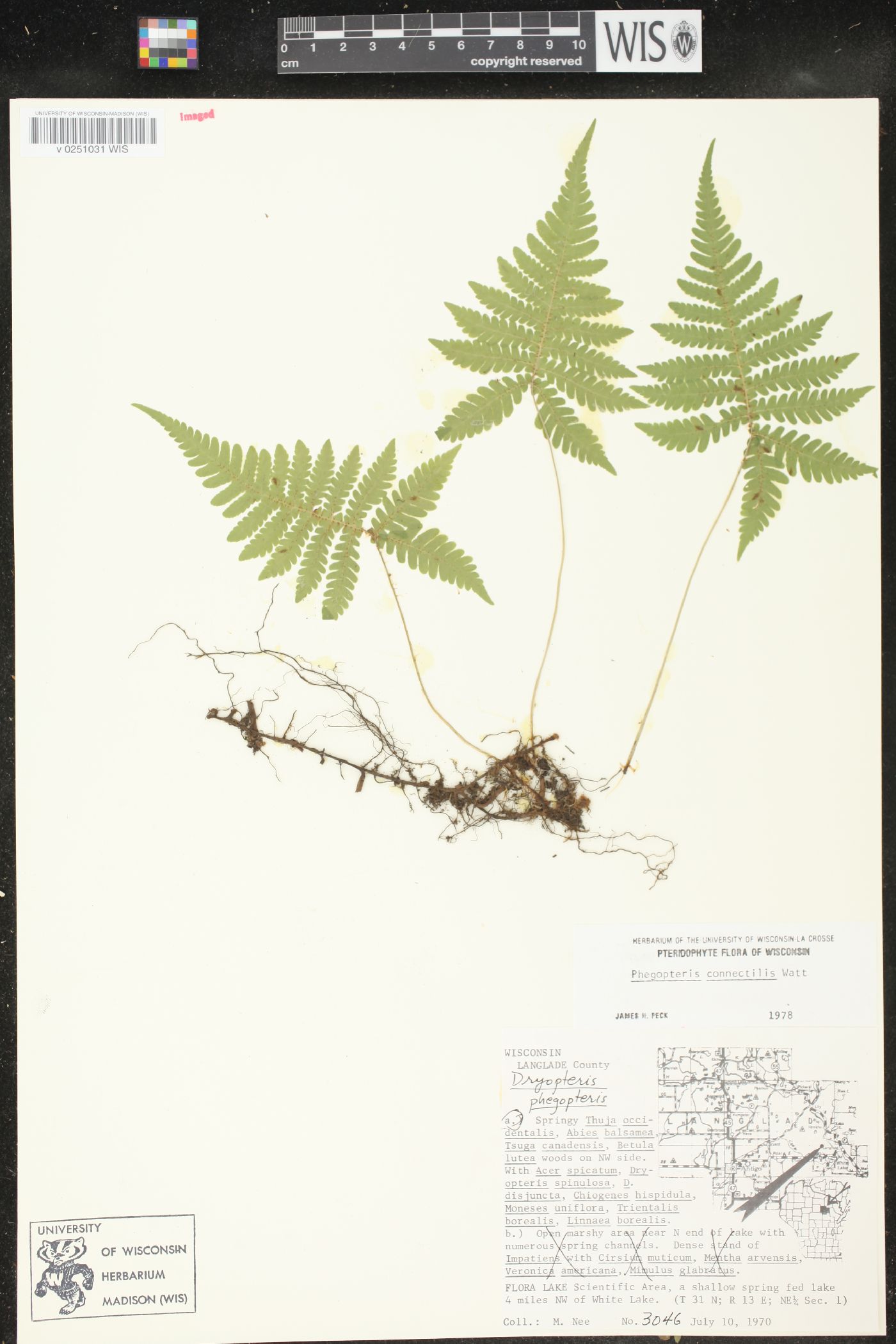 Phegopteris connectilis image