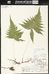 Phegopteris connectilis image