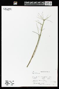 Equisetum fluviatile image