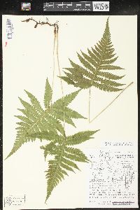 Phegopteris connectilis image