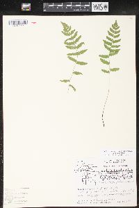 Thelypteris palustris var. pubescens image