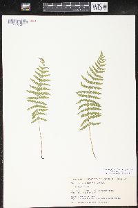 Thelypteris palustris var. pubescens image