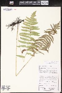 Thelypteris palustris var. pubescens image