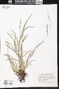 Carex laxiculmis var. copulata image