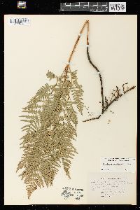 Pteridium aquilinum var. latiusculum image