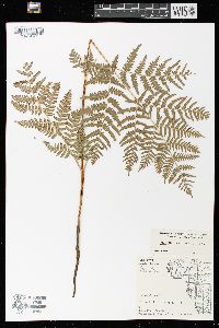 Pteridium aquilinum var. latiusculum image