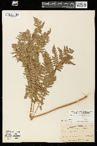 Pteridium aquilinum var. latiusculum image