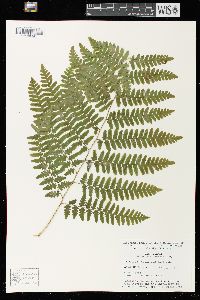 Pteridium aquilinum var. latiusculum image