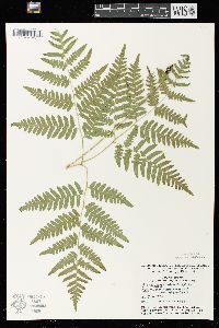 Pteridium aquilinum var. latiusculum image