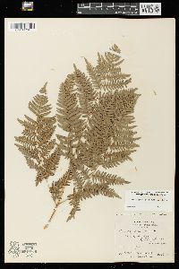 Pteridium aquilinum var. latiusculum image