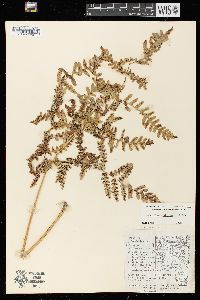 Pteridium aquilinum var. latiusculum image