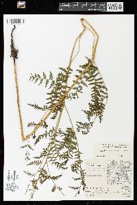 Pteridium aquilinum var. latiusculum image