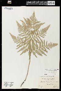 Pteridium aquilinum var. latiusculum image