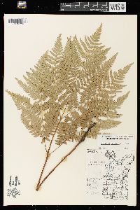 Pteridium aquilinum var. latiusculum image