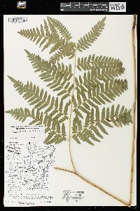 Pteridium aquilinum var. latiusculum image