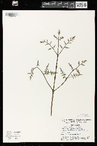 Pteridium aquilinum var. latiusculum image