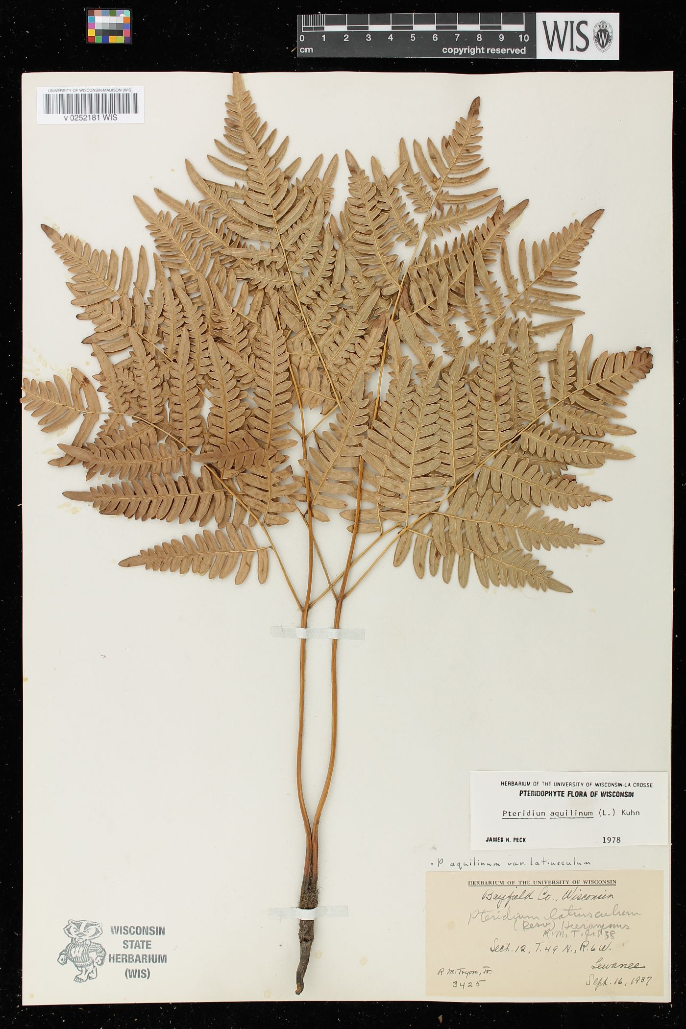 Pteridium aquilinum var. latiusculum image