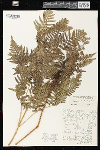 Pteridium aquilinum var. latiusculum image