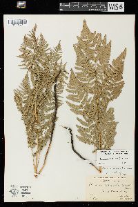 Pteridium aquilinum var. latiusculum image