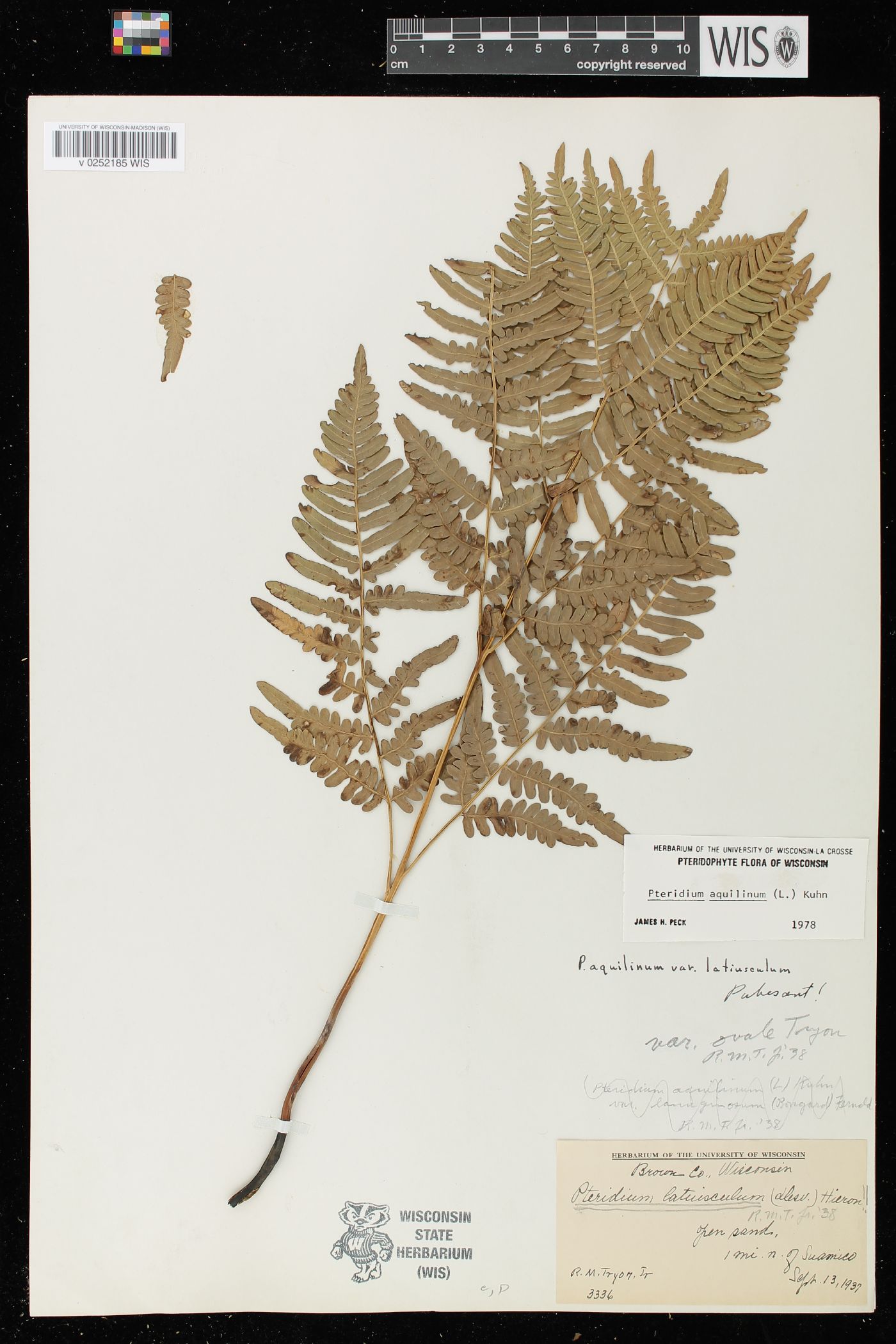 Pteridium aquilinum var. latiusculum image