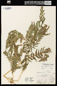 Pteridium aquilinum var. latiusculum image