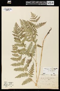 Pteridium aquilinum var. latiusculum image