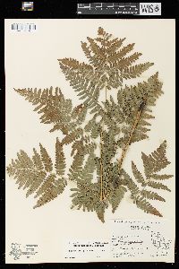 Pteridium aquilinum var. latiusculum image