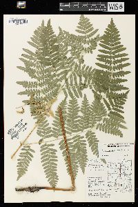 Pteridium aquilinum var. latiusculum image