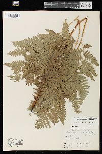 Pteridium aquilinum var. latiusculum image