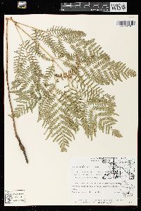 Pteridium aquilinum var. latiusculum image