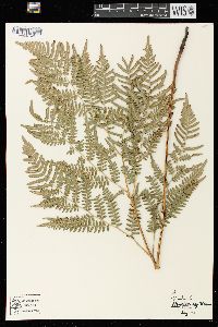 Pteridium aquilinum var. latiusculum image