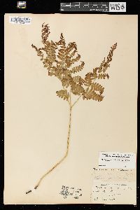 Pteridium aquilinum var. latiusculum image