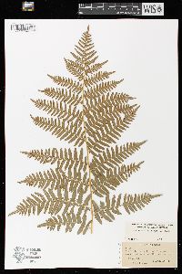 Pteridium aquilinum var. latiusculum image