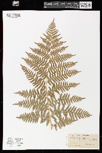 Pteridium aquilinum var. latiusculum image