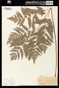 Pteridium aquilinum var. latiusculum image