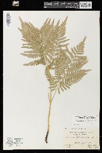 Pteridium aquilinum var. latiusculum image