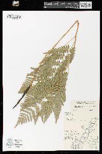 Pteridium aquilinum var. latiusculum image