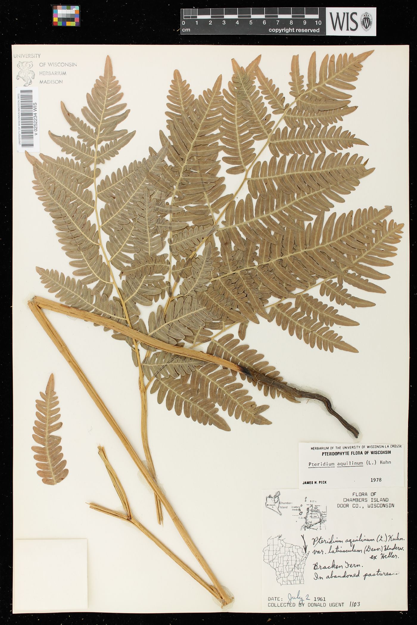 Pteridium aquilinum var. latiusculum image