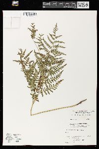 Pteridium aquilinum var. latiusculum image