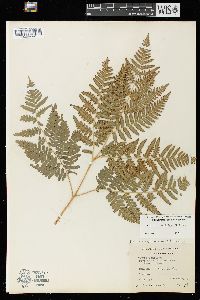 Pteridium aquilinum var. latiusculum image