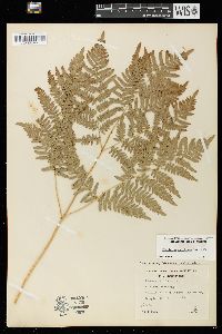 Pteridium aquilinum var. latiusculum image